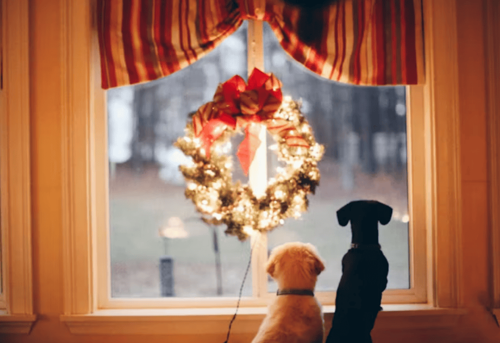 How to Pick your Christmas Tree from National Tree Company